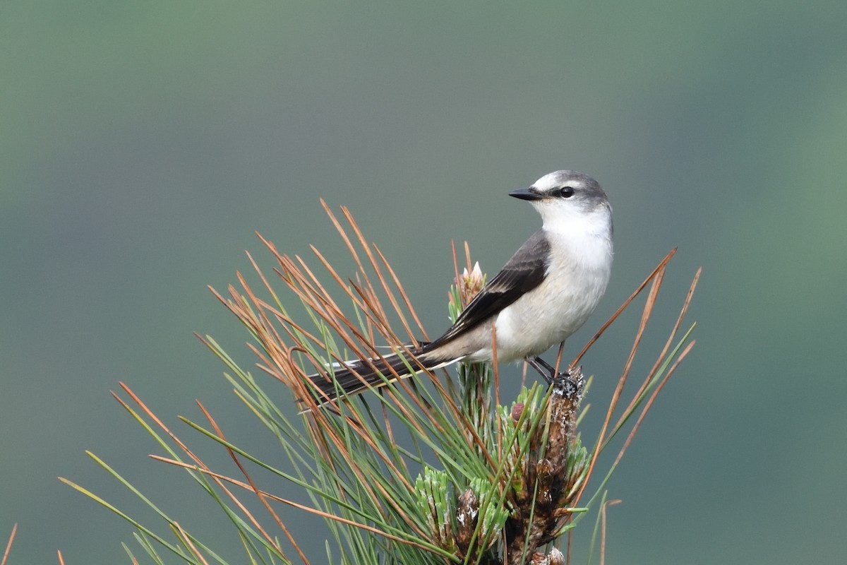 Brown-rumped Minivet - ML634644090
