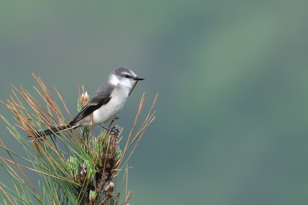 Brown-rumped Minivet - ML634644094