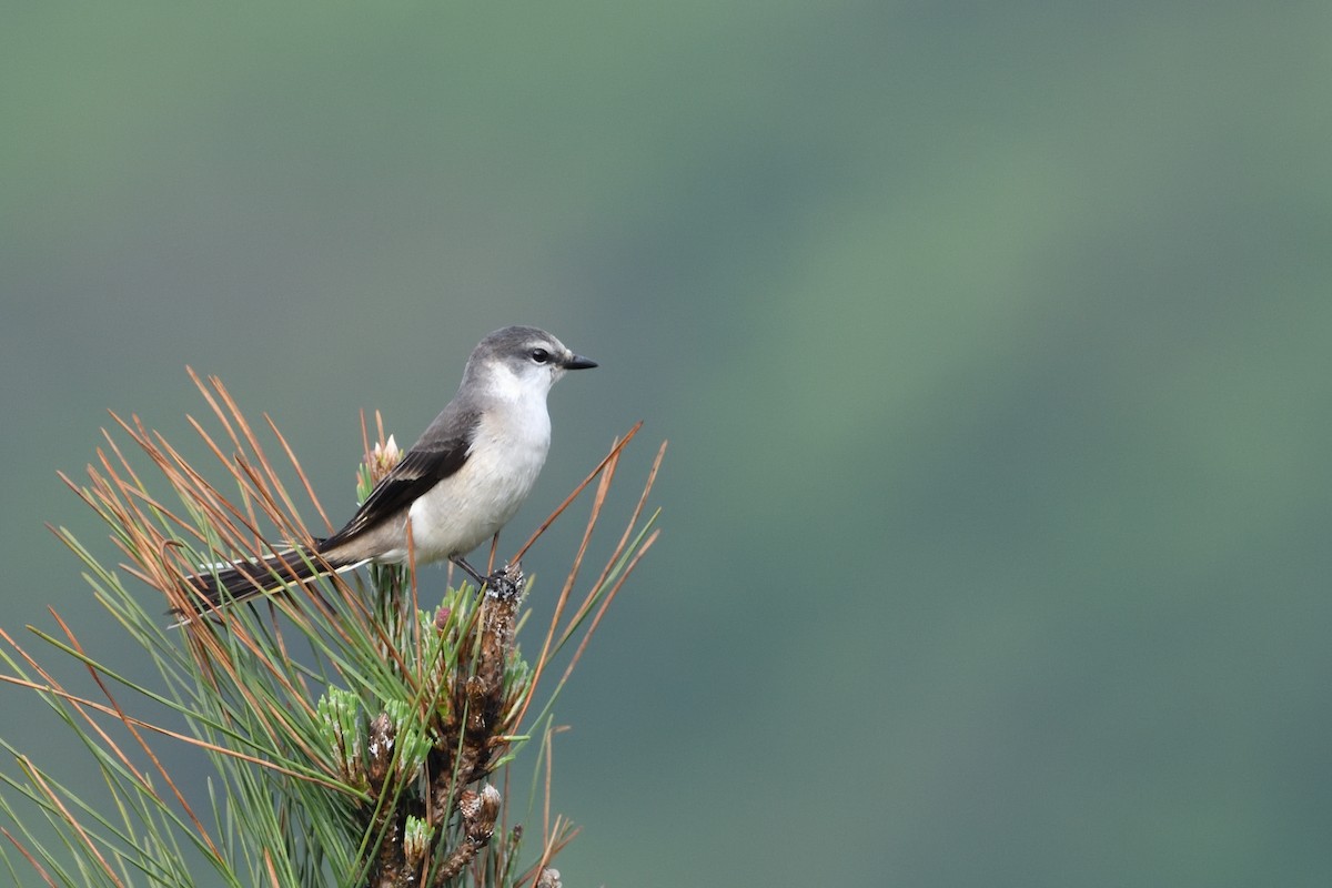 Brown-rumped Minivet - ML634644099