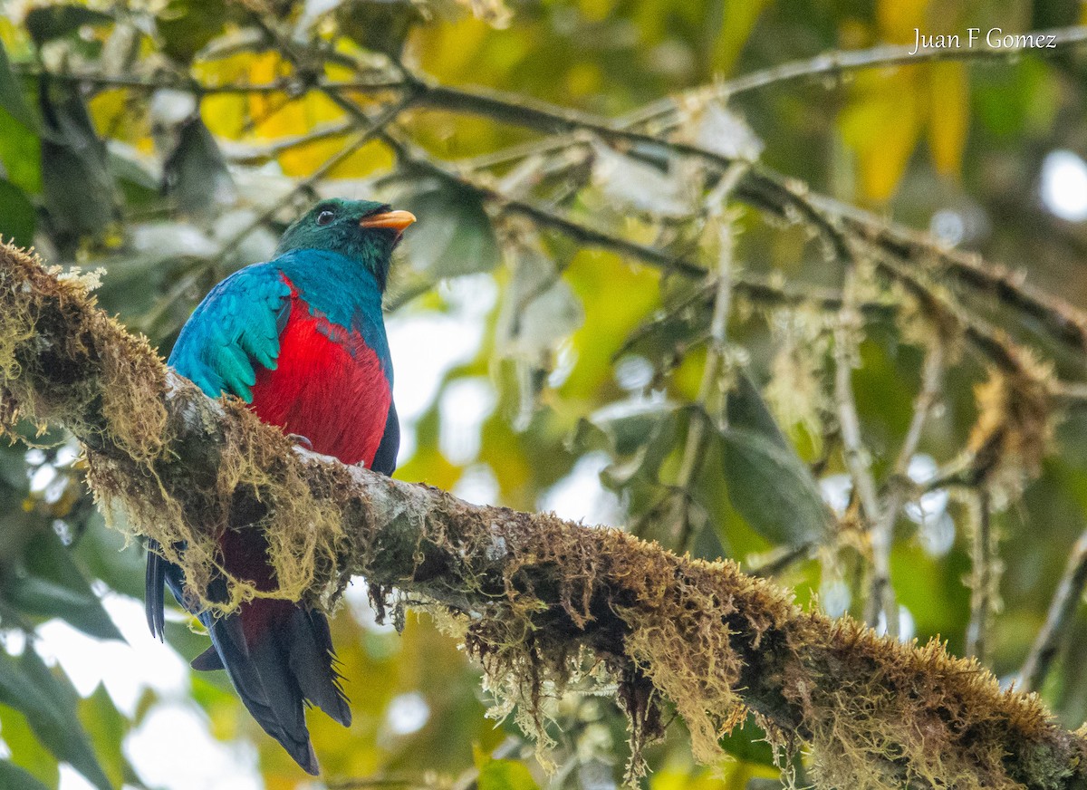 Golden-headed Quetzal - ML634644205