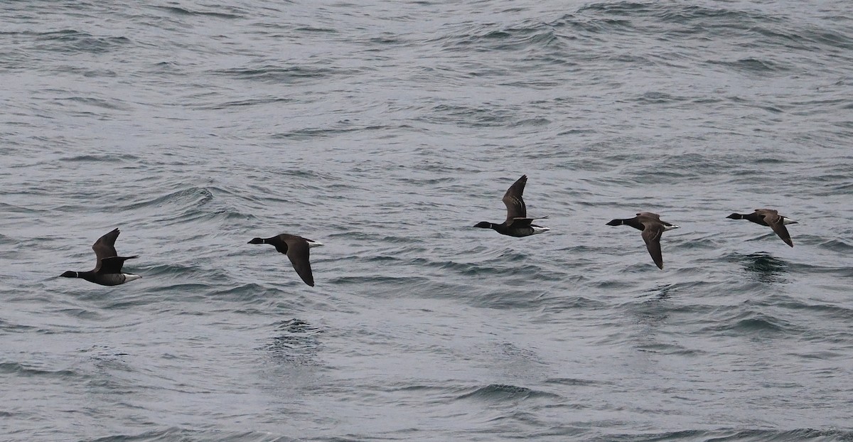Brant - ML634644219
