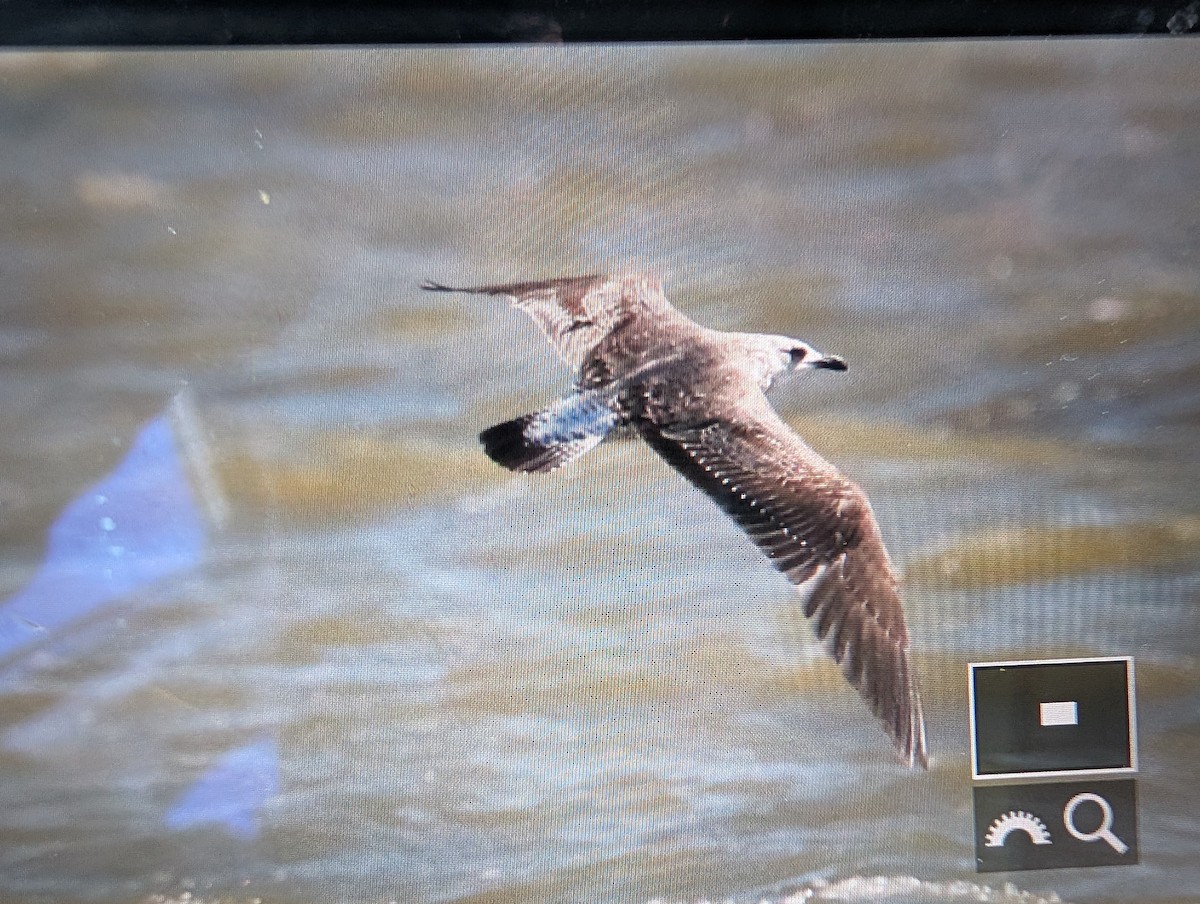 Lesser Black-backed Gull - ML634644227