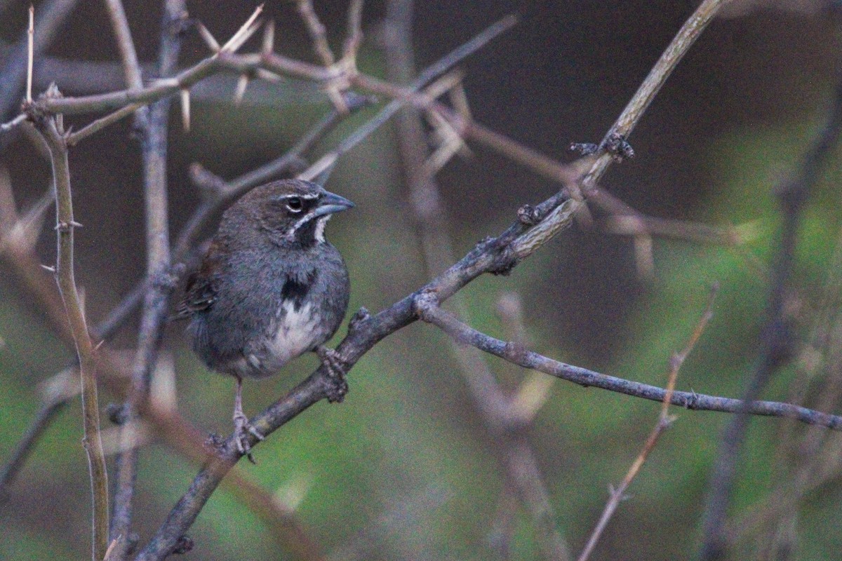 Five-striped Sparrow - ML634644288