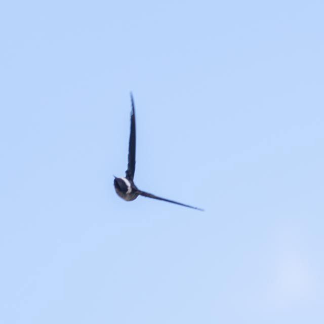 salangana melanéská - ML634644311