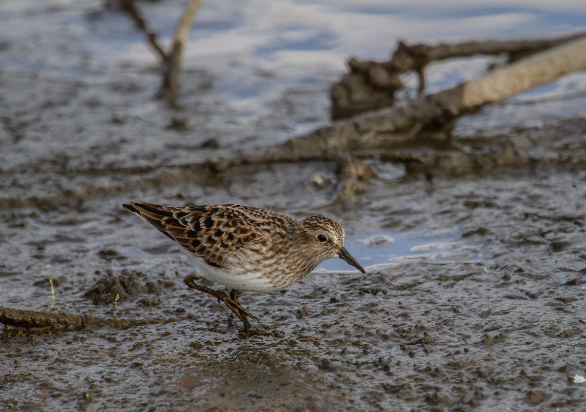 Least Sandpiper - ML634644319