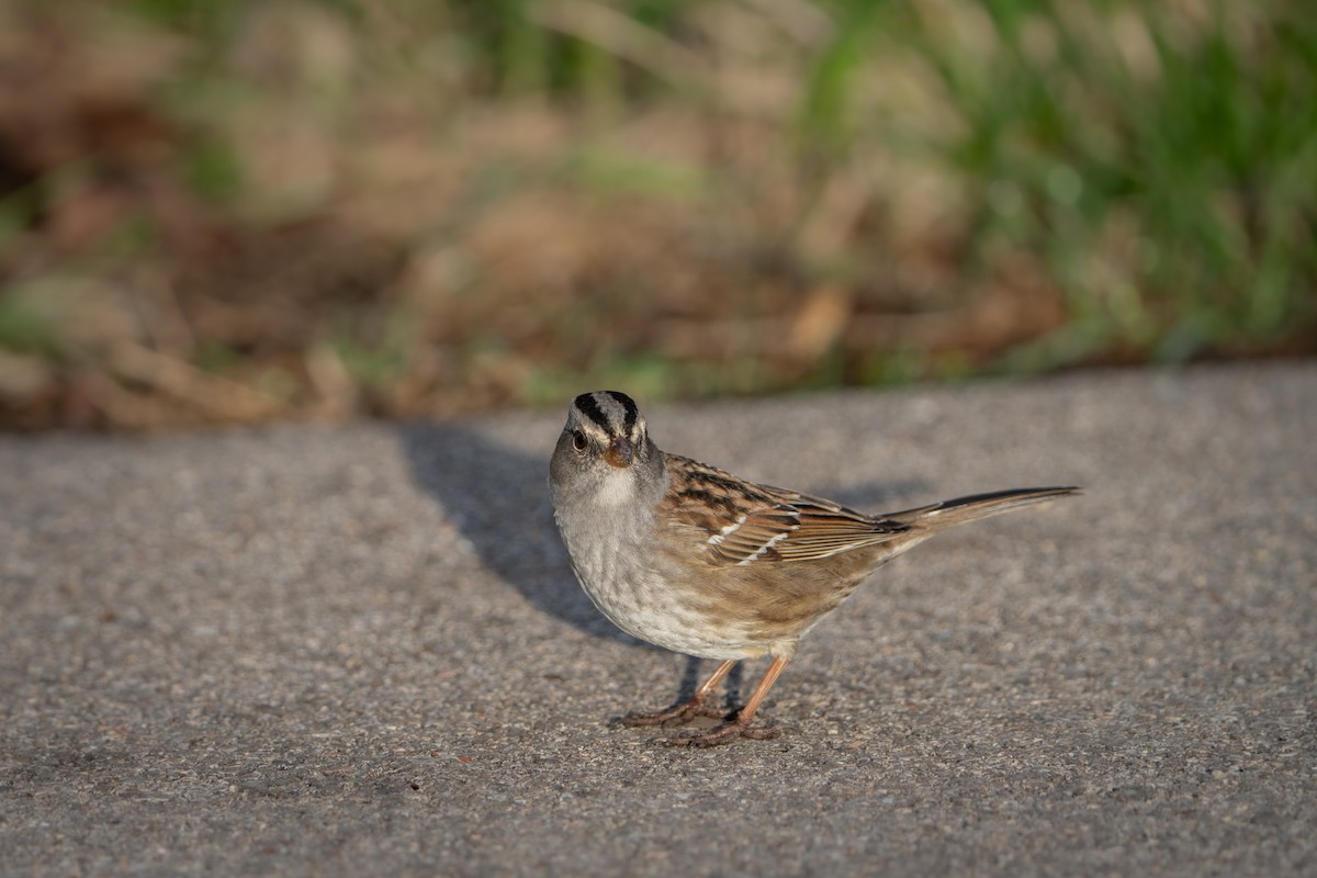 White-crowned x White-throated Sparrow (hybrid) - ML634644376