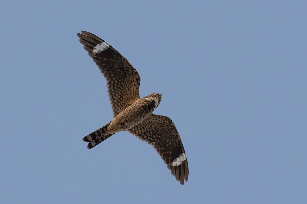 Lesser Nighthawk - Kalpesh Krishna