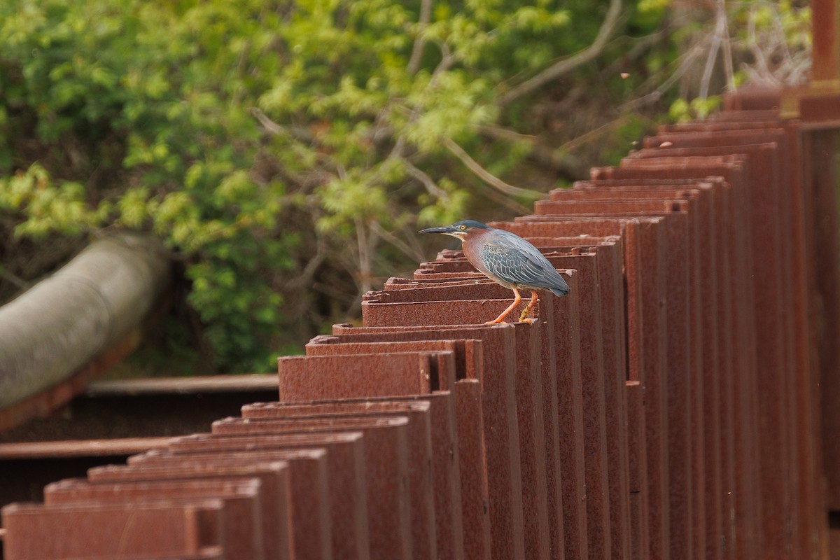 Green Heron - ML634644551
