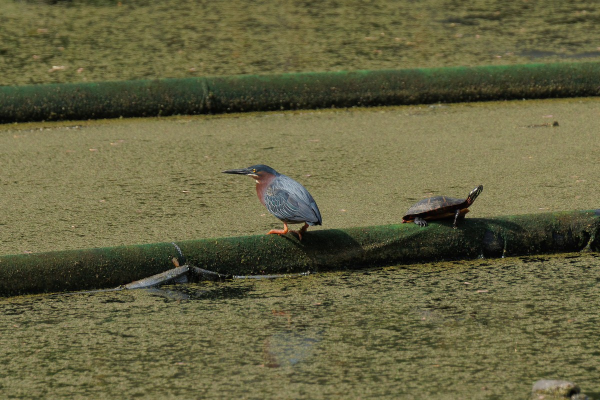 Green Heron - ML634644563