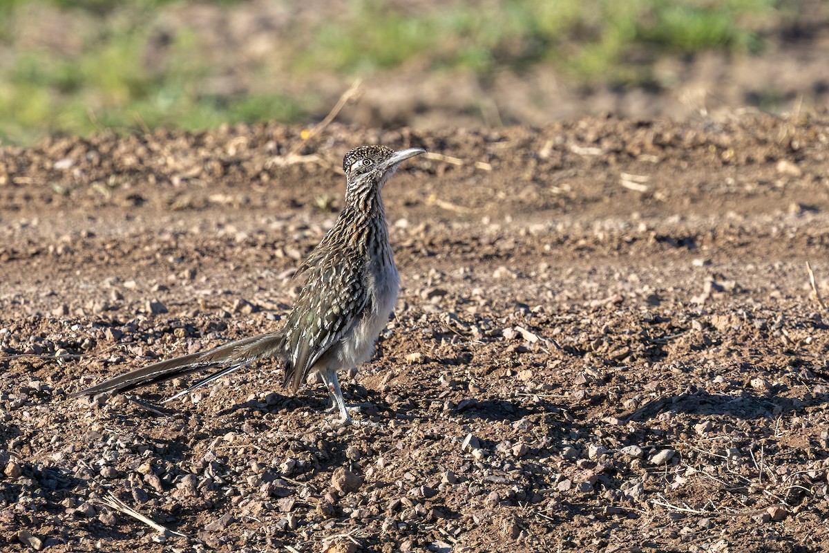 Greater Roadrunner - Kalpesh Krishna