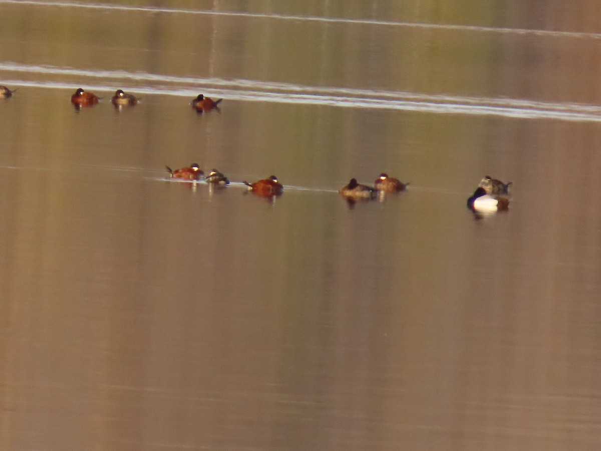 Ruddy Duck - ML634644592