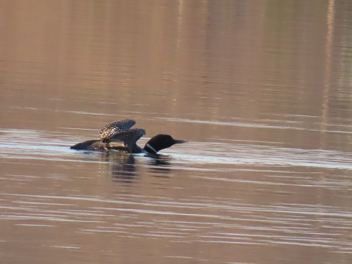 Common Loon - ML634644644