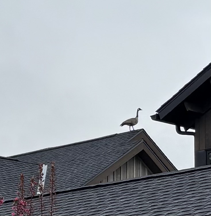 Canada Goose - ML634644691