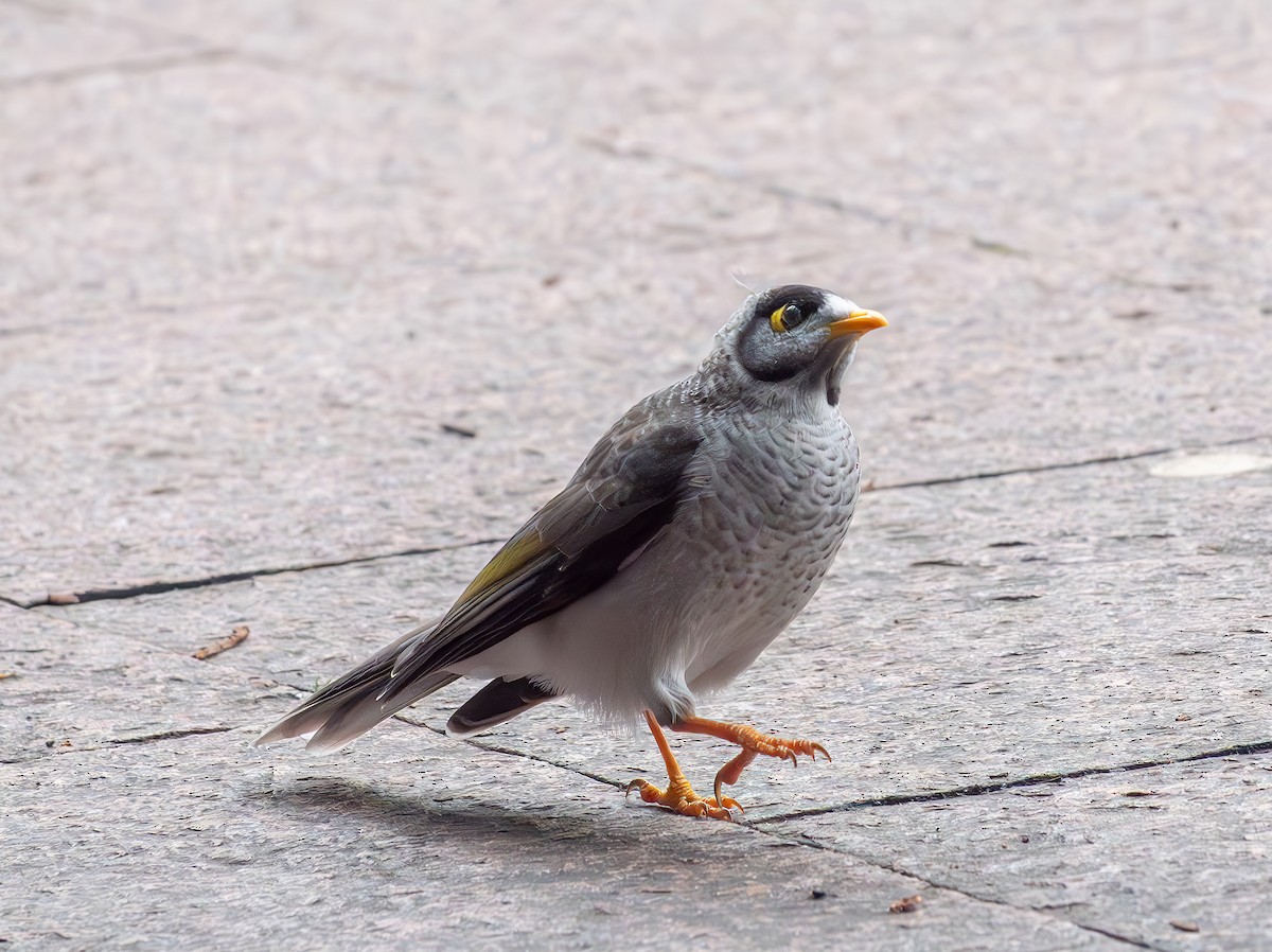 Noisy Miner - ML634644731