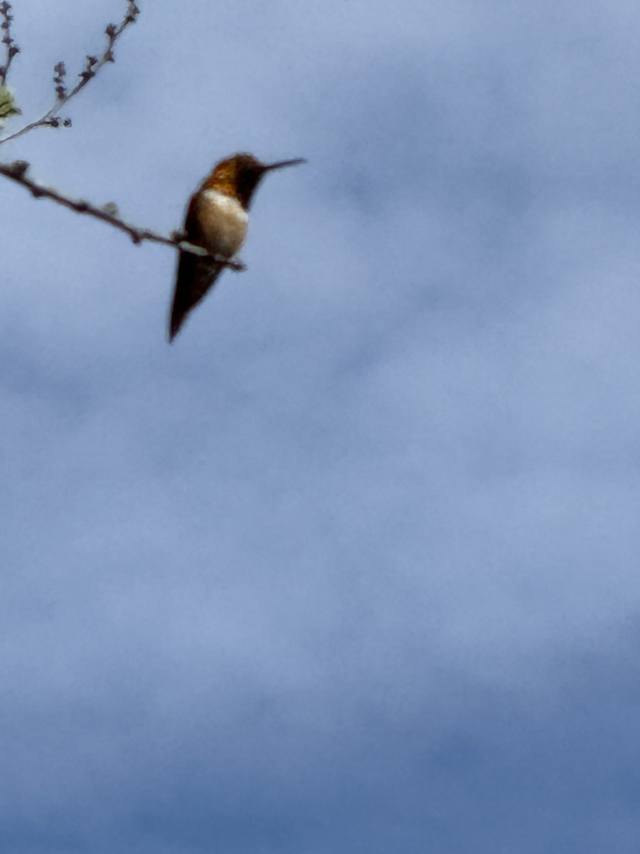 rødmaskekolibri - ML634644810