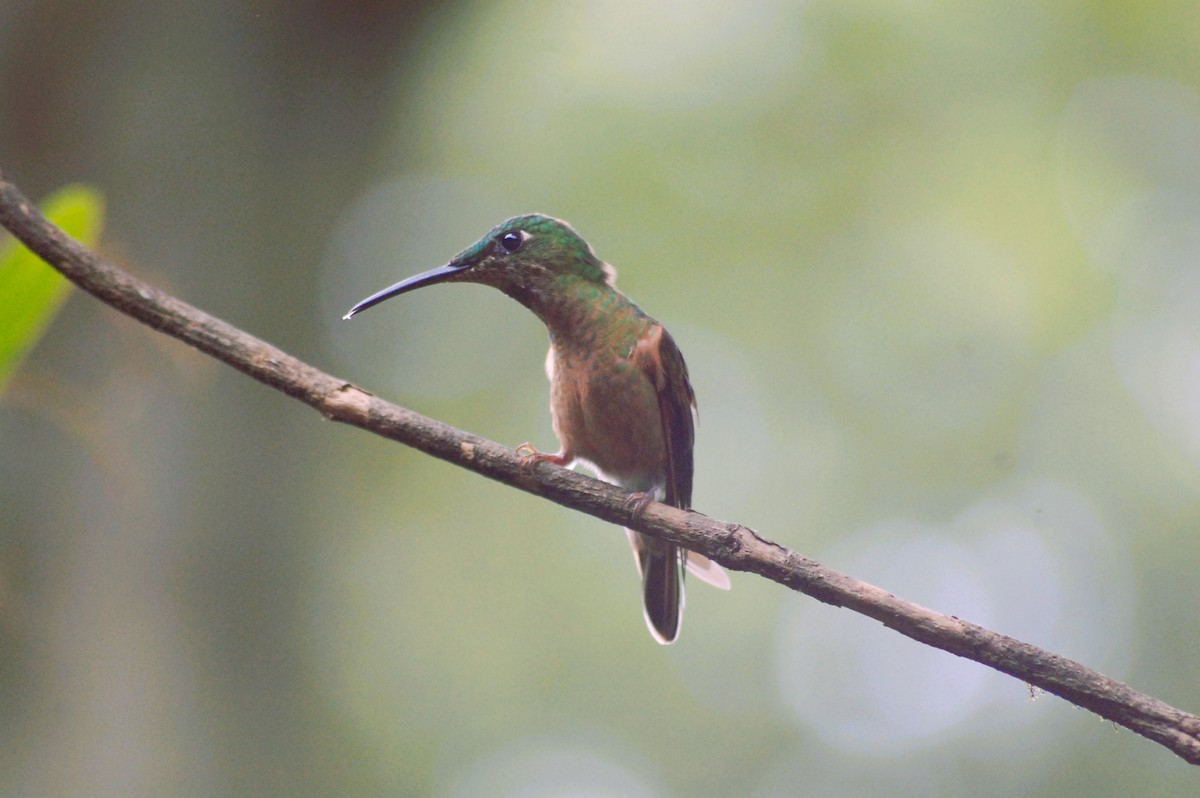 Fawn-breasted Brilliant - ML634644832