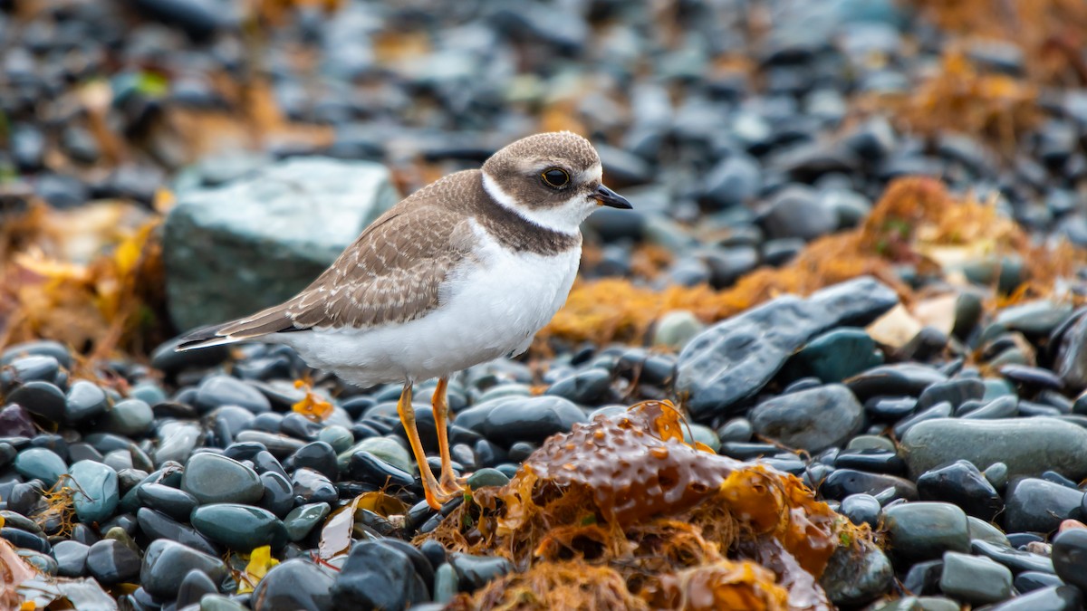 Eskimoregenpfeifer - ML634644836