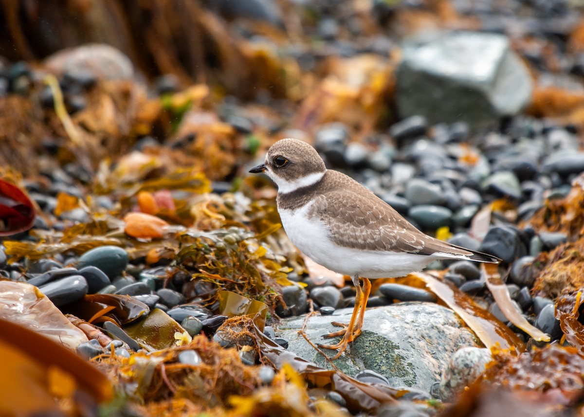 Eskimoregenpfeifer - ML634644837