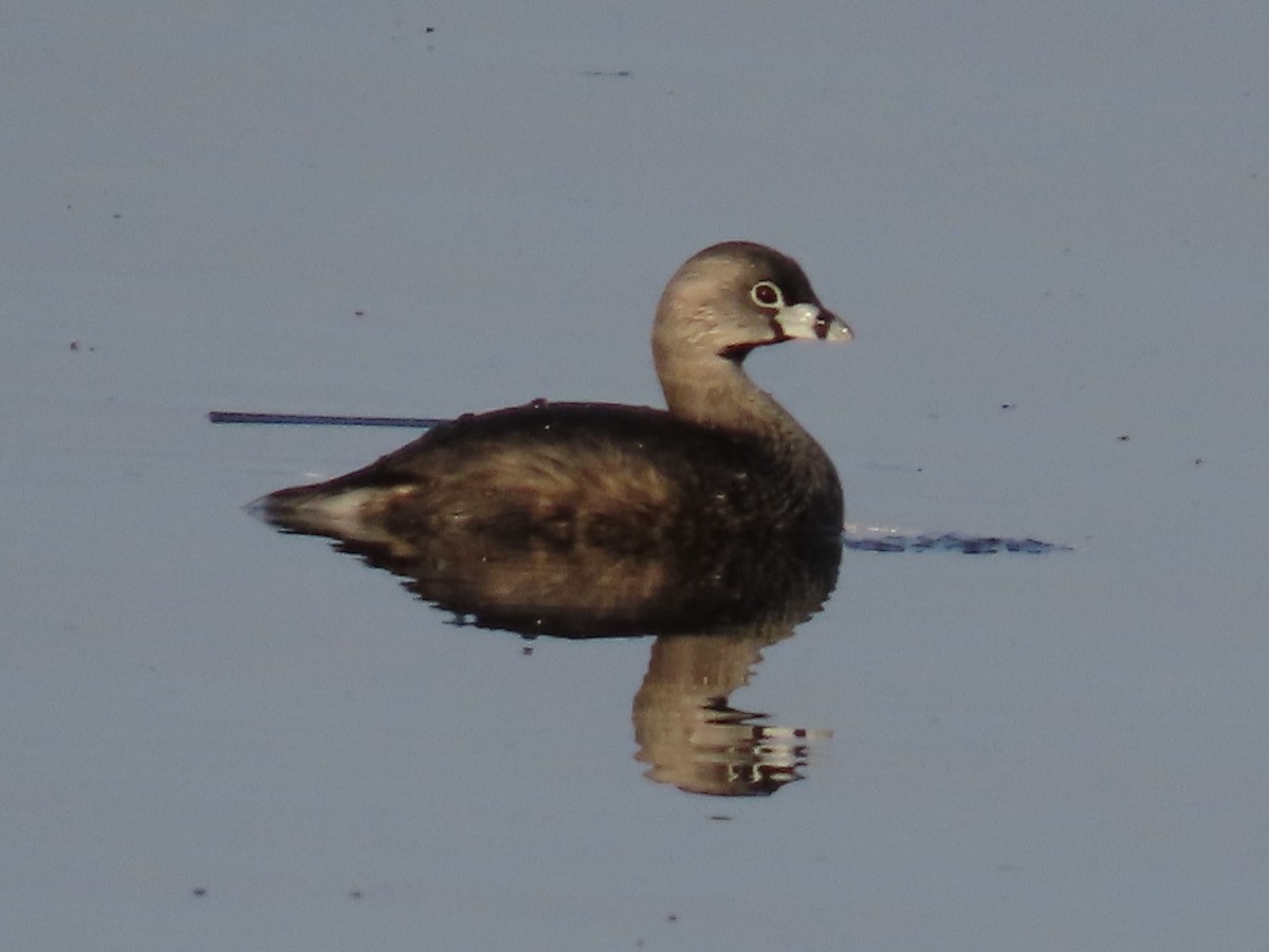 Pied-billed Grebe - ML634644869