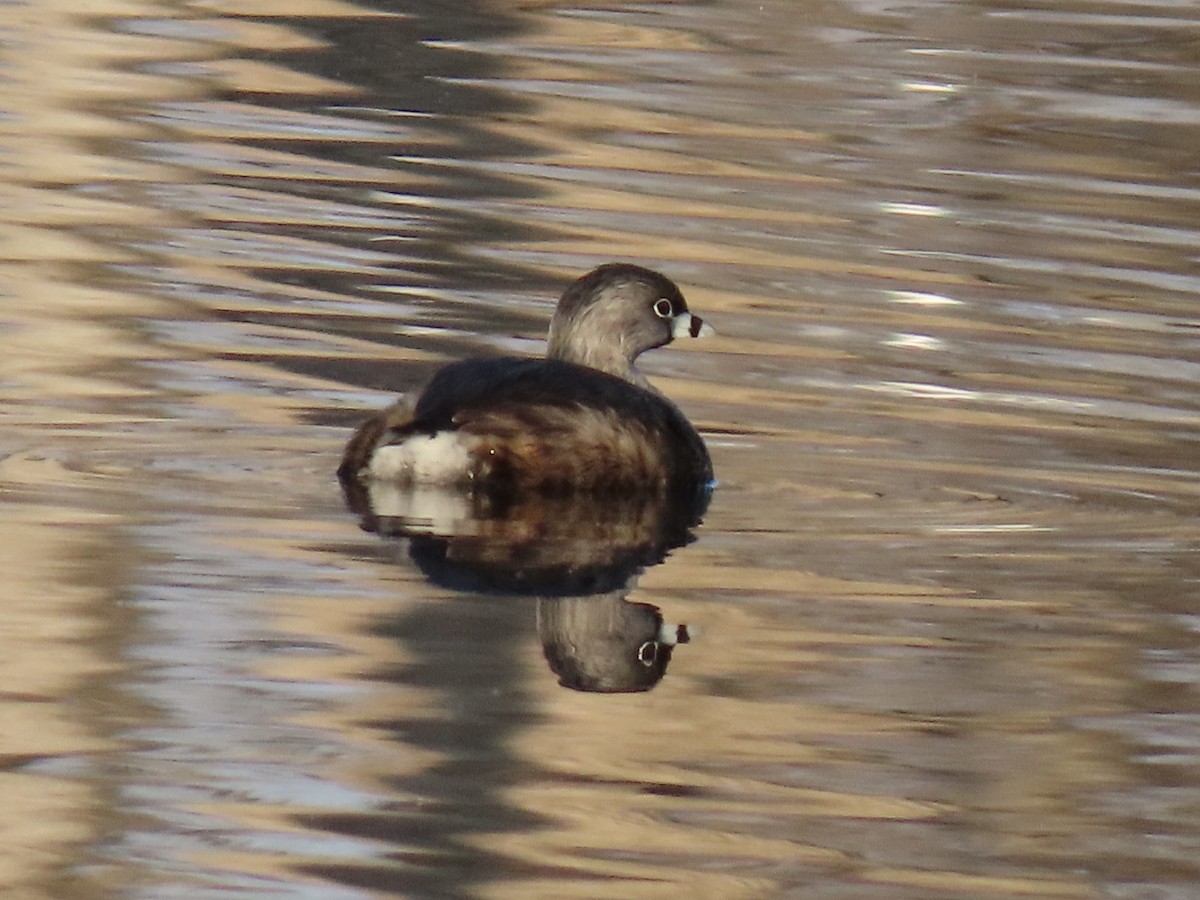 Pied-billed Grebe - ML634644870