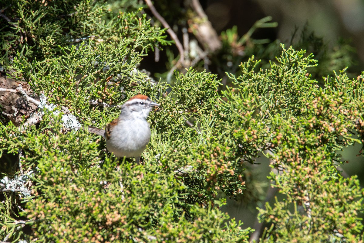 Chipping Sparrow - ML634644876