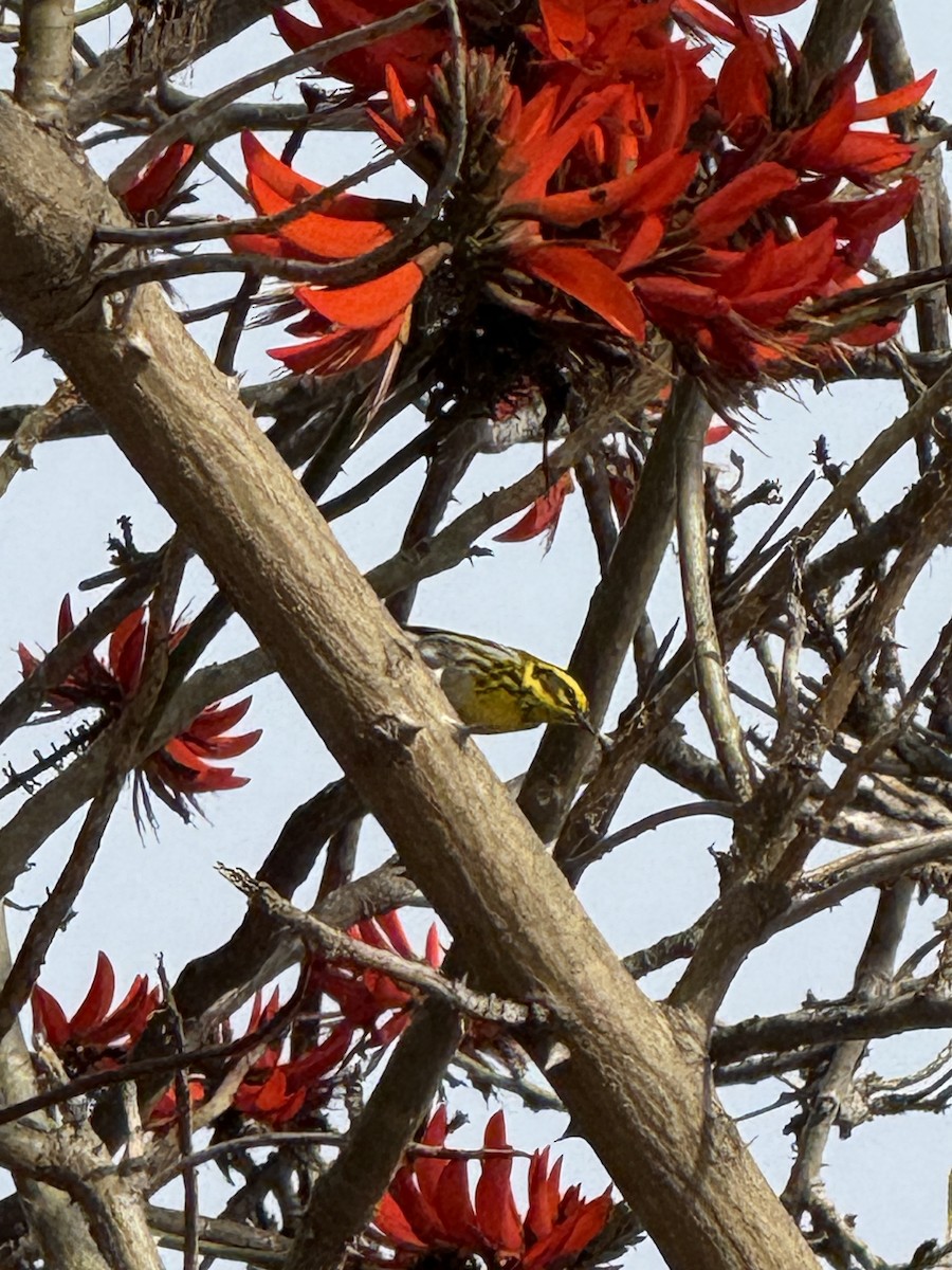 Townsend's Warbler - ML634644881