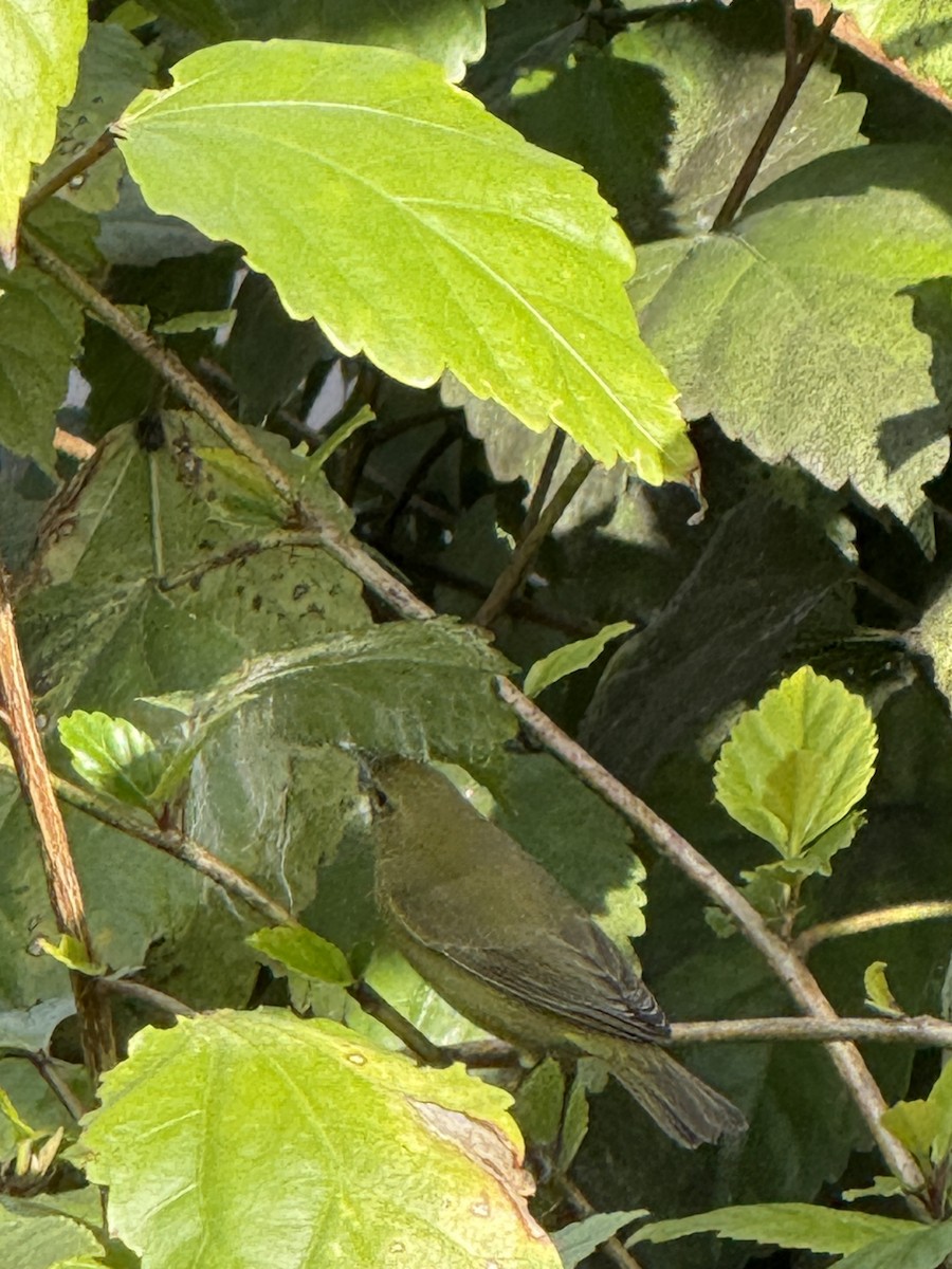 Orange-crowned Warbler - ML634644983