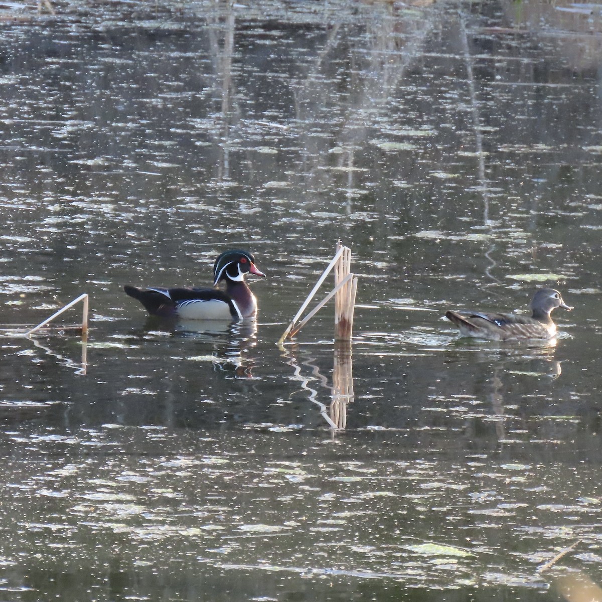 Wood Duck - ML634645054