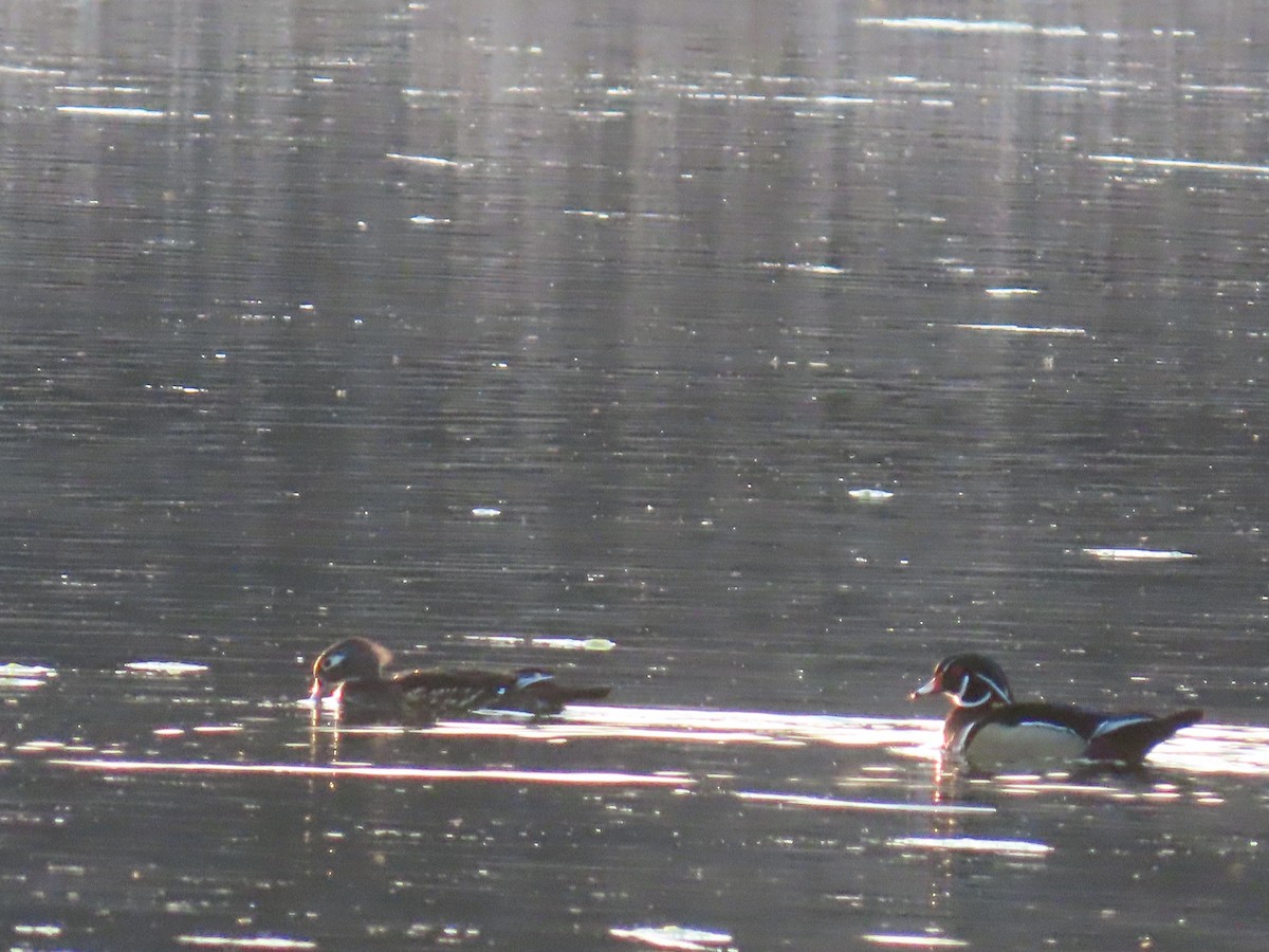 Wood Duck - ML634645055