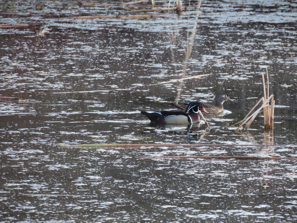 Wood Duck - ML634645057