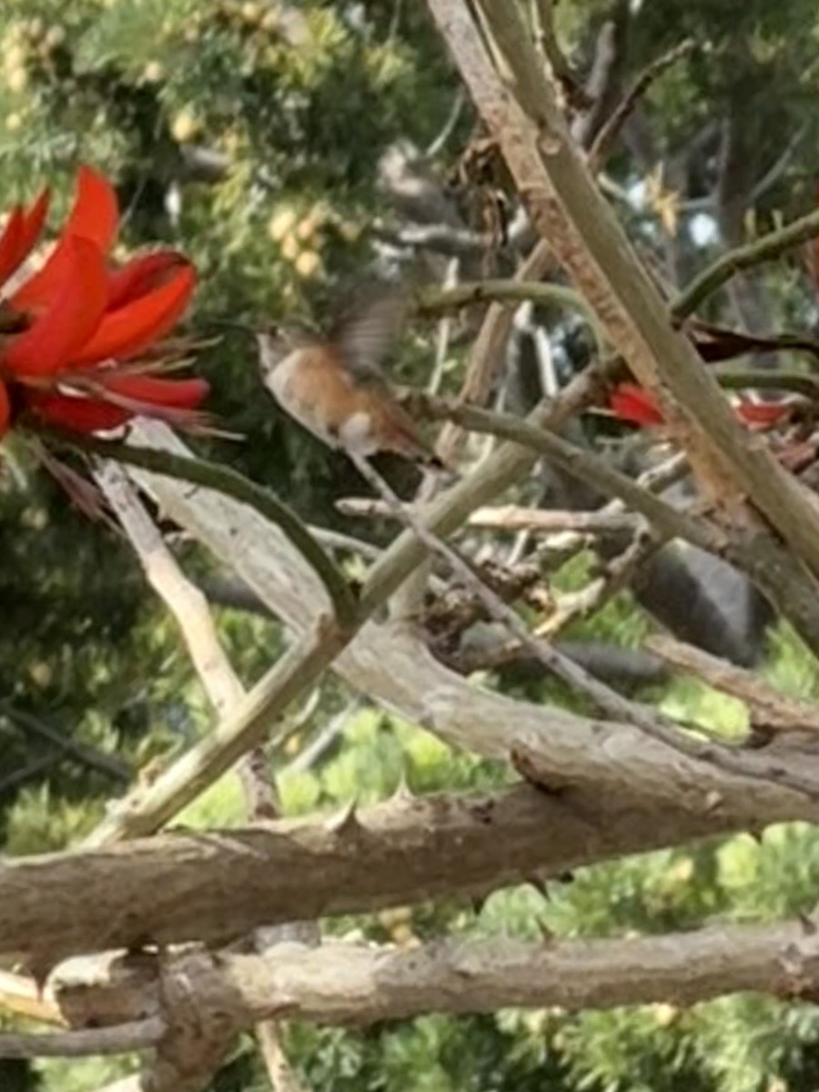 Allen's Hummingbird - ML634645069