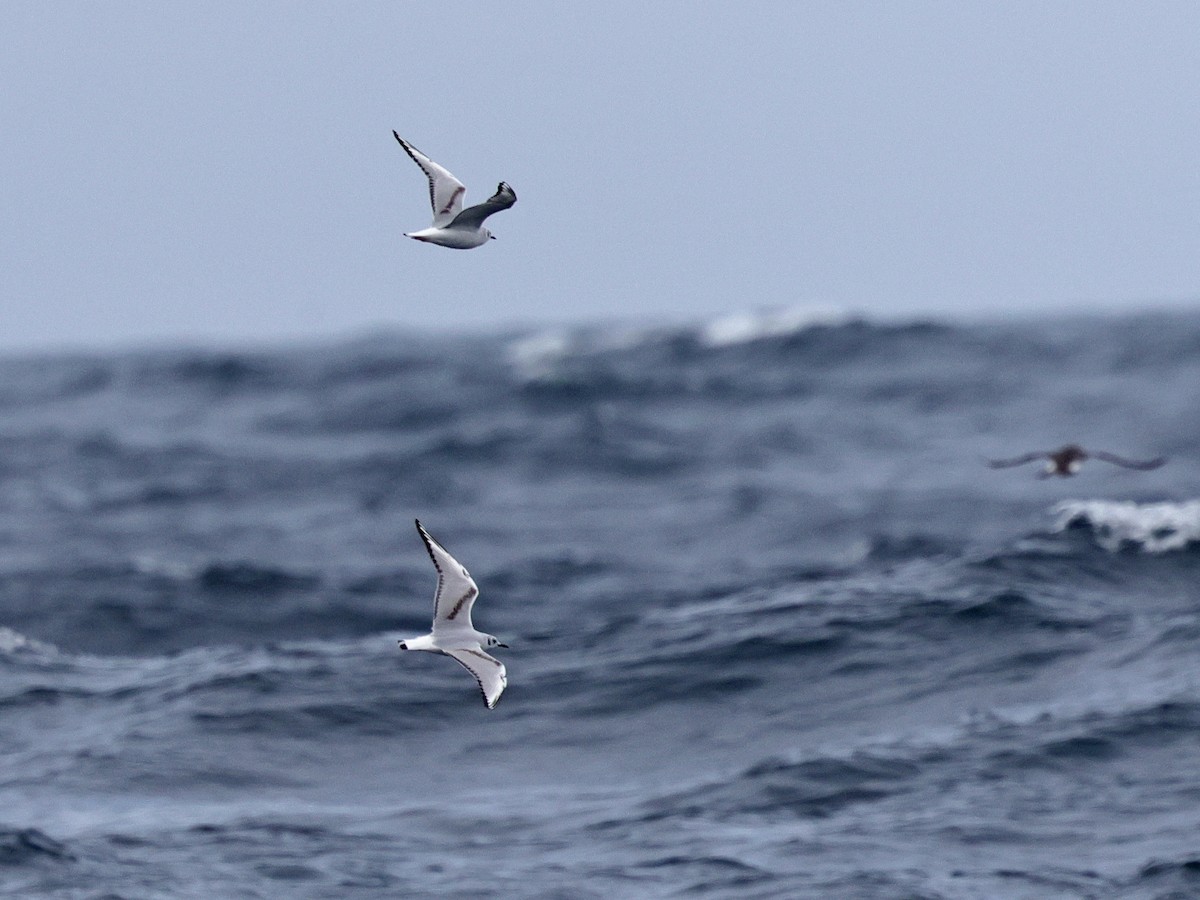 Mouette de Bonaparte - ML634645076