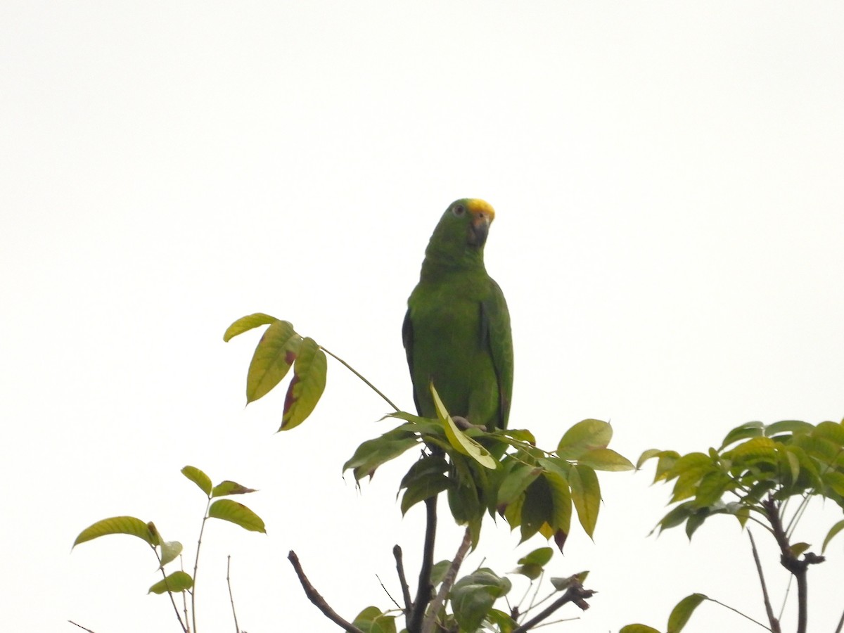 Amazona Real - ML634645100