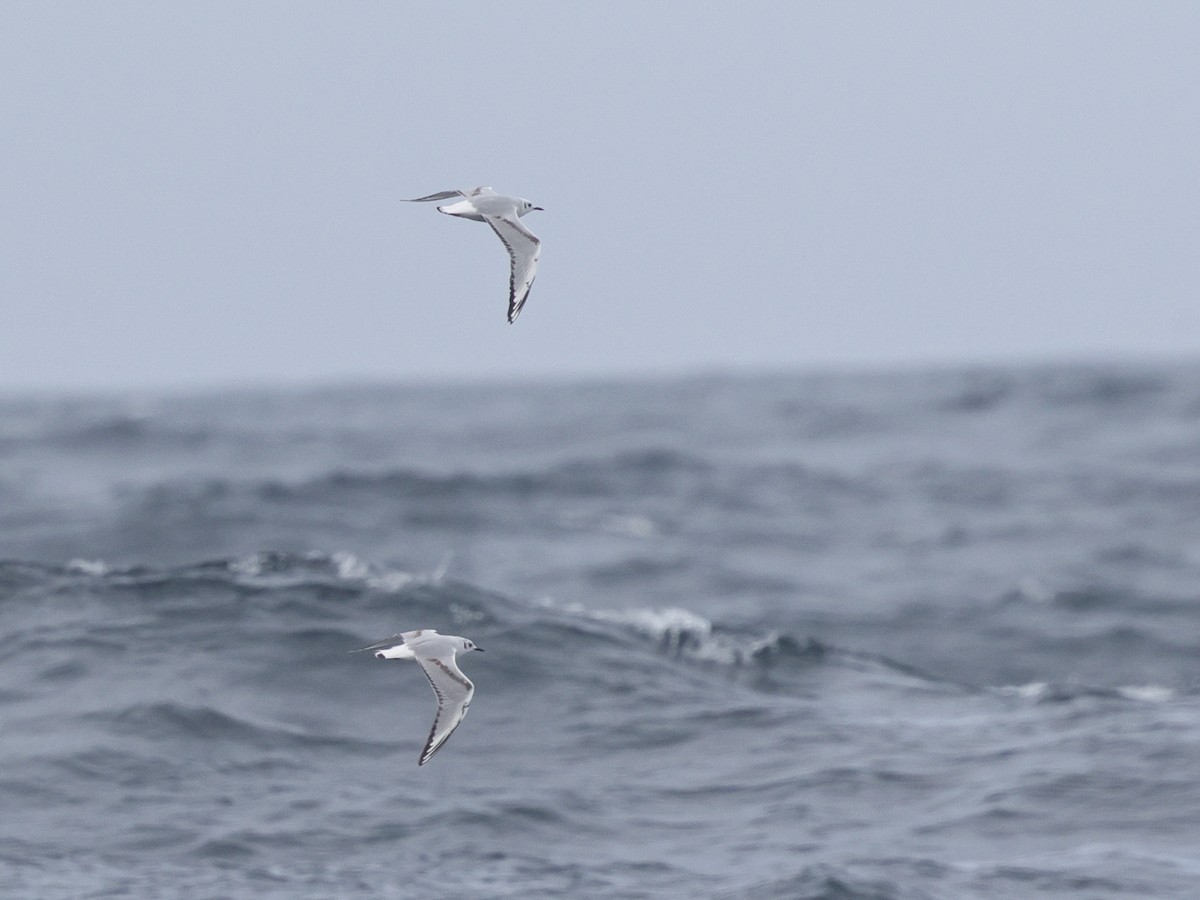 Mouette de Bonaparte - ML634645124