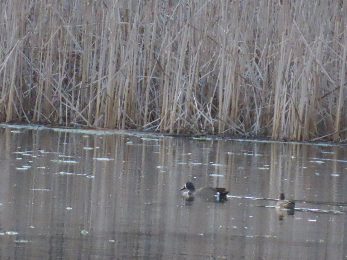Blue-winged Teal - ML634645139