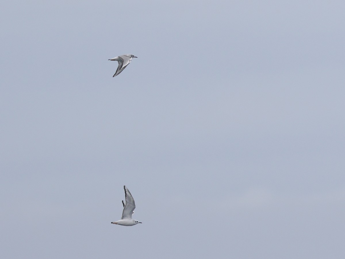 Mouette de Bonaparte - ML634645149