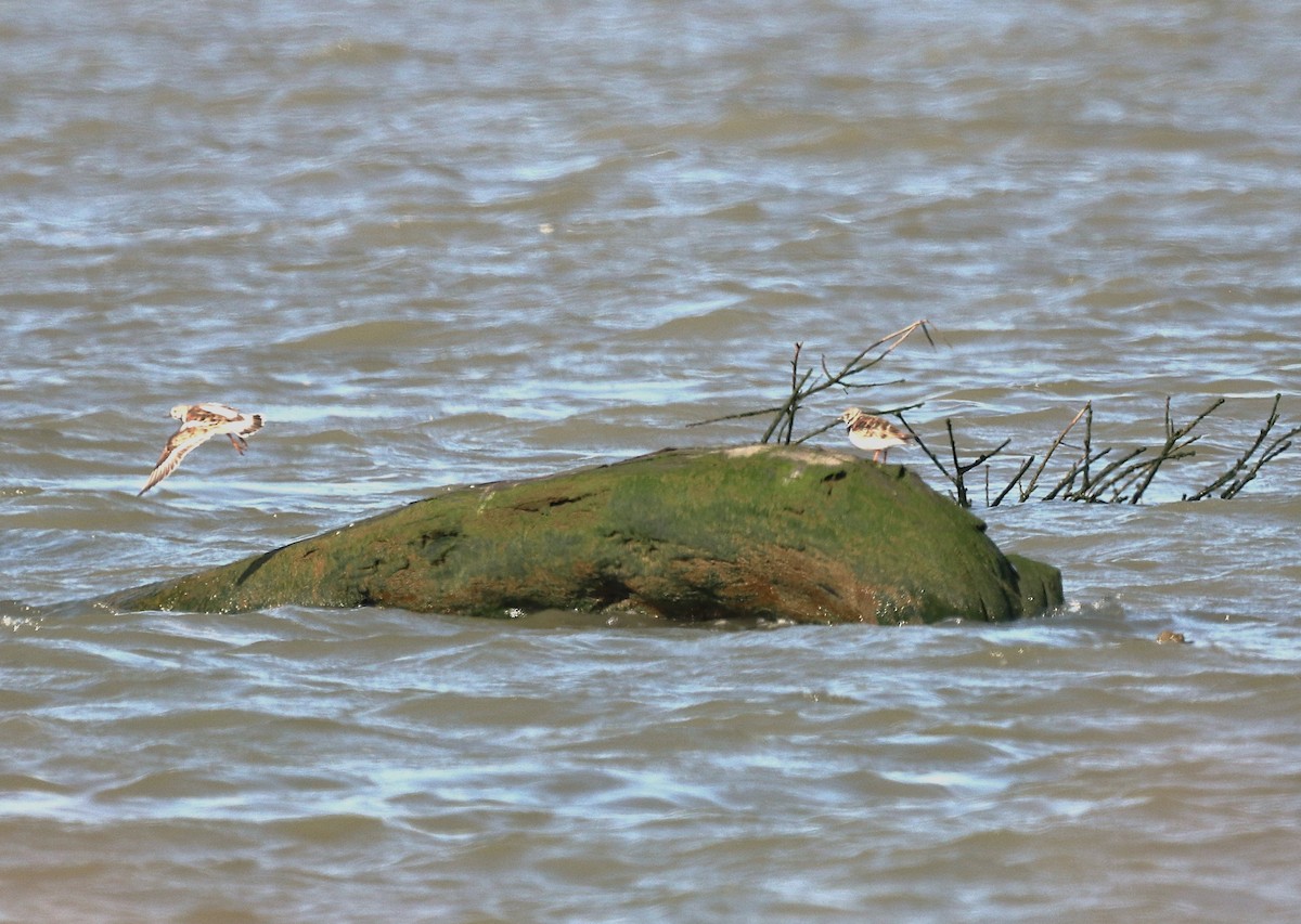 Алаг хайргач - ML634645163