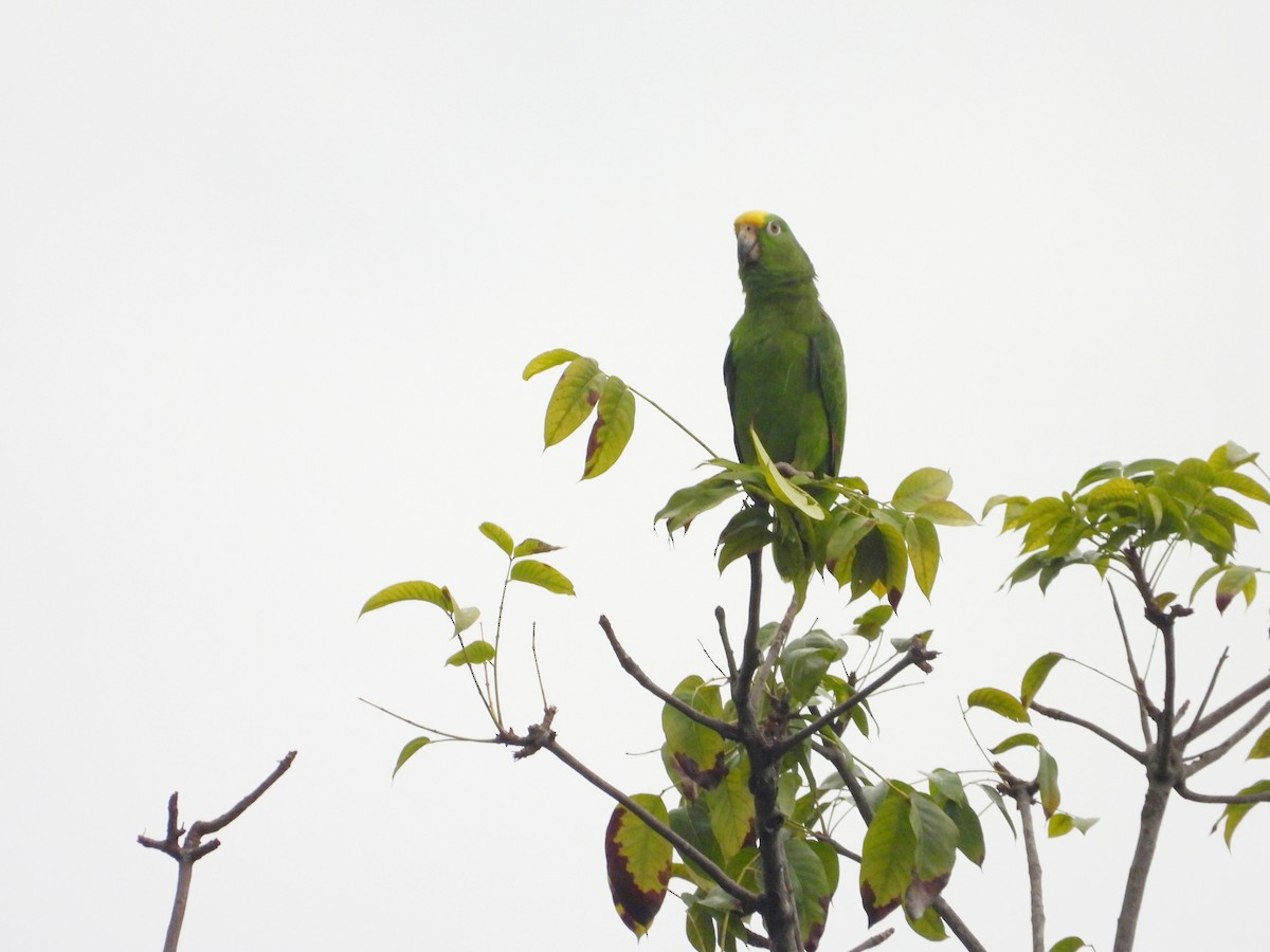 Amazona Real - ML634645177