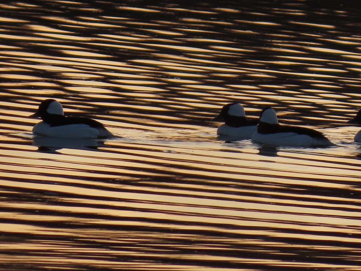 Bufflehead - ML634645197