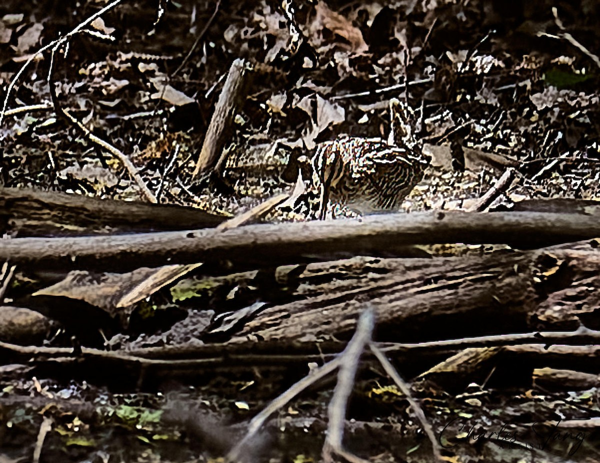 Wilson's Snipe - ML634645366