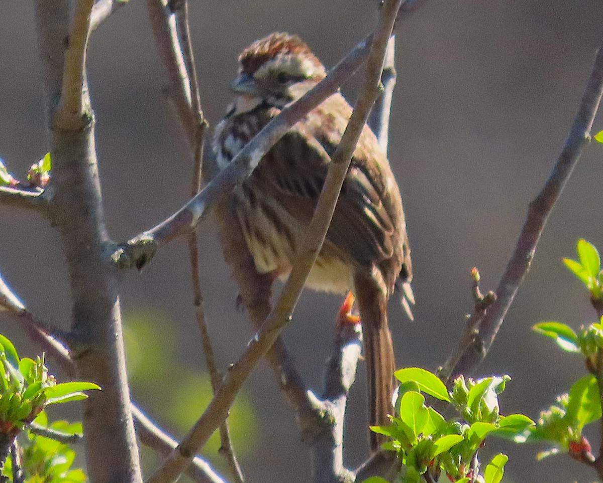 Chipping Sparrow - ML634645367