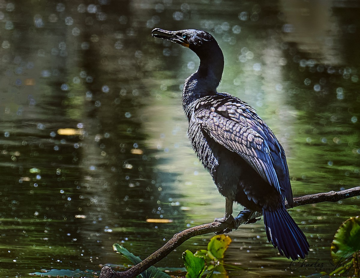Double-crested Cormorant - ML634645375