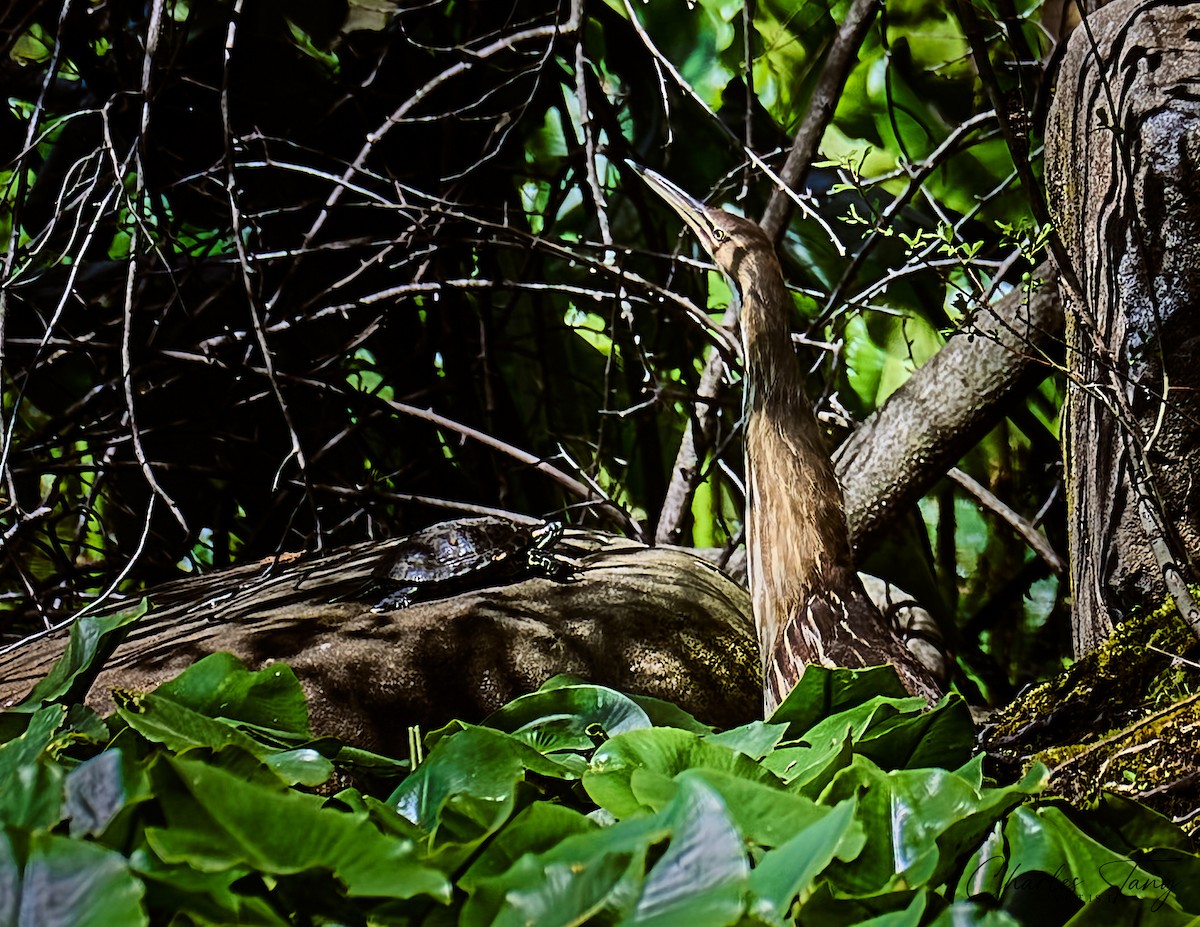 American Bittern - ML634645392