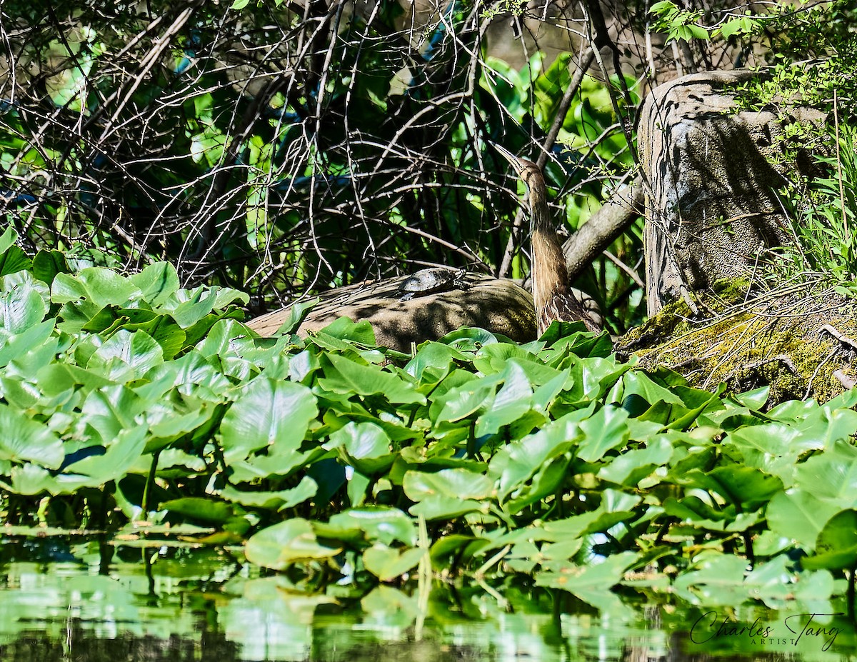 American Bittern - ML634645428