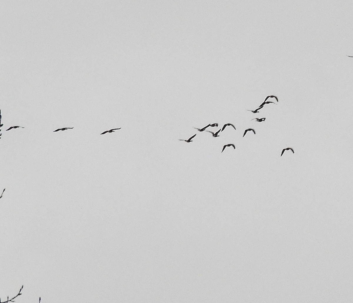 Харлаг/Канад галуу - ML634645445