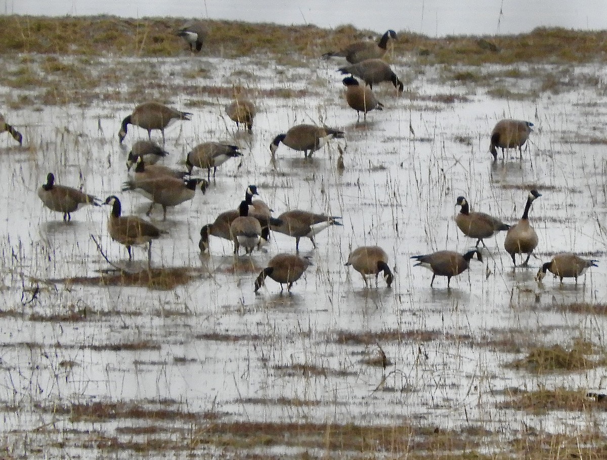 Харлаг/Канад галуу - ML634645446