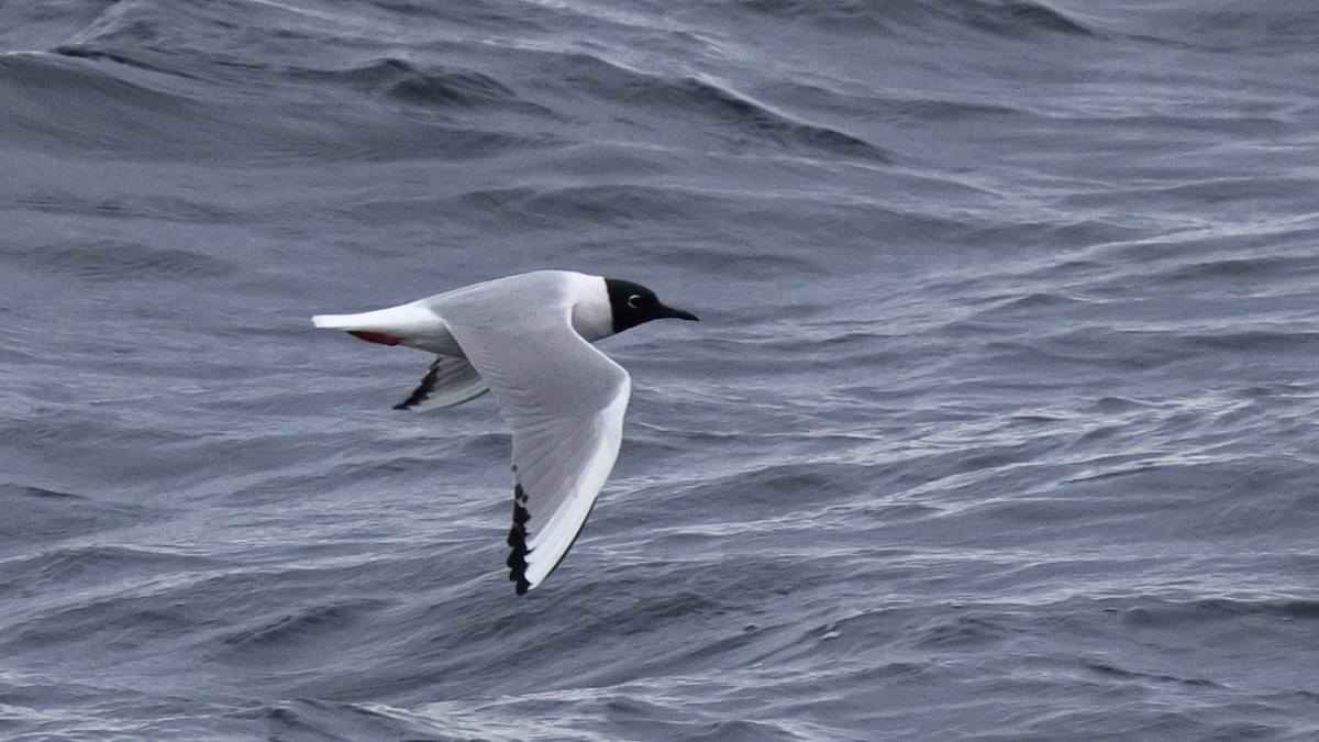 Mouette de Bonaparte - ML634645447