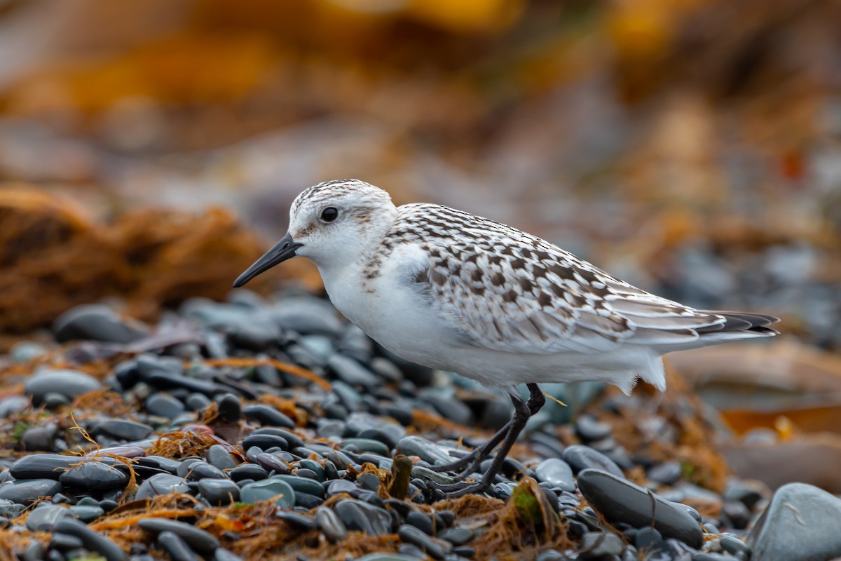 Sanderling - ML634645449