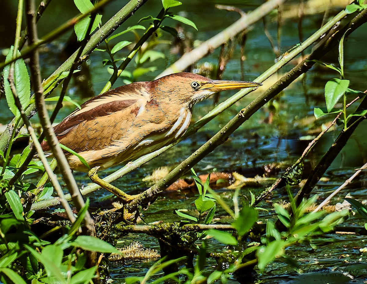 Least Bittern - ML634645453