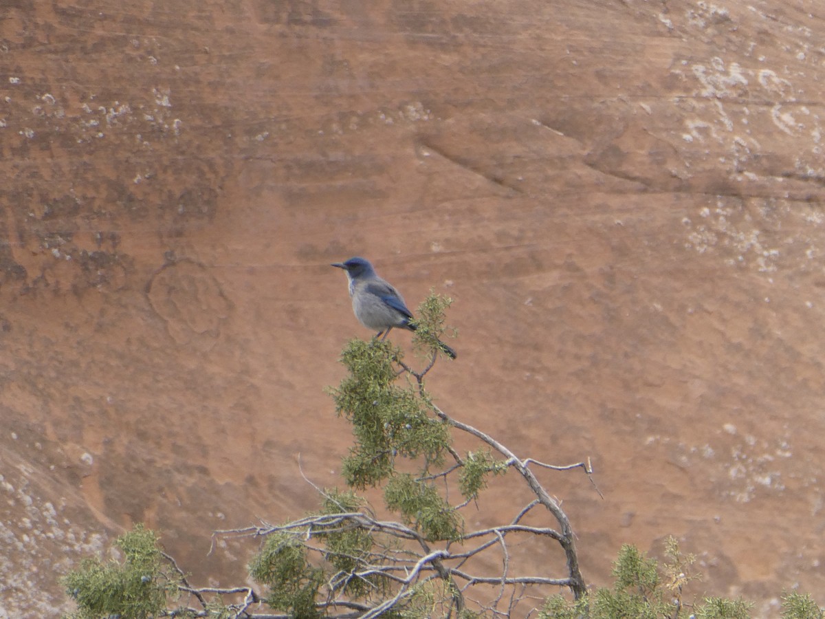 Woodhouse's Scrub-Jay - ML634645460